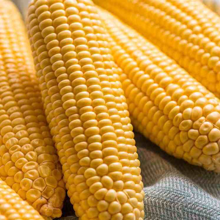 Raw corn on the cob